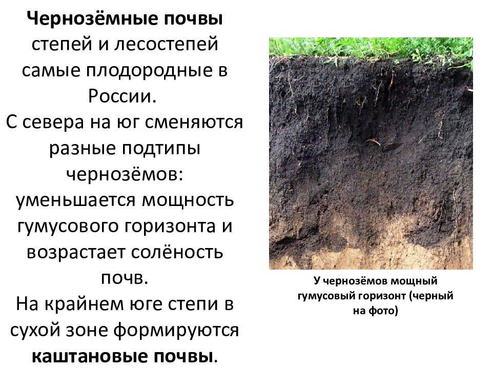 Какие почвы в степях россии. Лесостепи и степи почва. Почвы степей и лесостепей в России. Презентация степи почва. Уменьшение мощности гумусового горизонта карта.