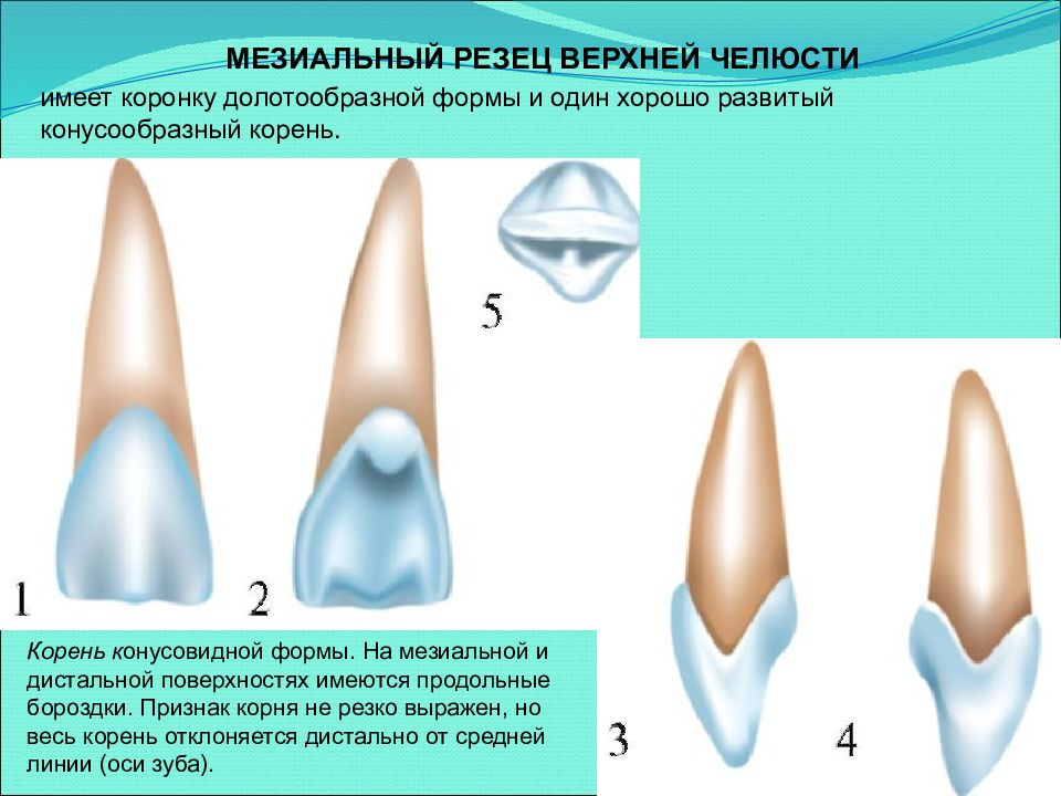 Проект зубы 11 класс