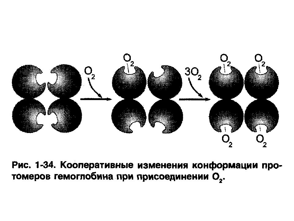 Кооперативные изменения конформации протомеров. Строение гемоглобина. Сродство гемоглобина к кислороду. Эффект Бора биохимия гемоглобин. Эффект Бора биохимия.