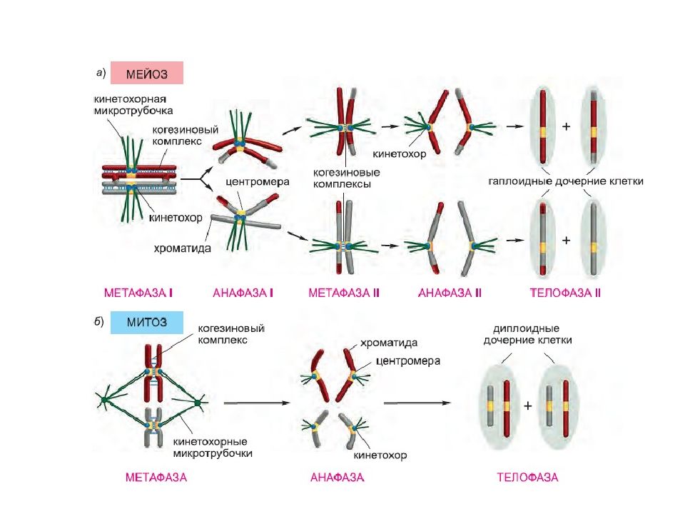 Мейоз 1 и мейоз 2 рисунки. Мейоз биология 10. Основной клеточный механизм мейоз. Деление клетки мейоз 1. Презентация мейоз 10 класс биология профильный уровень.