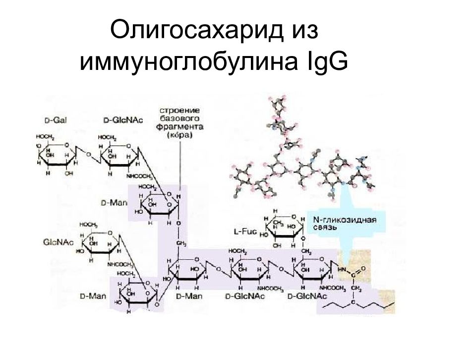 Углеводы биохимия презентация