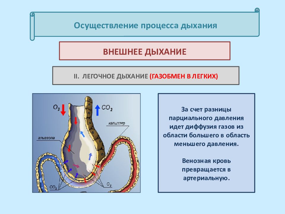 Пятипалая конечность легочного дыхания