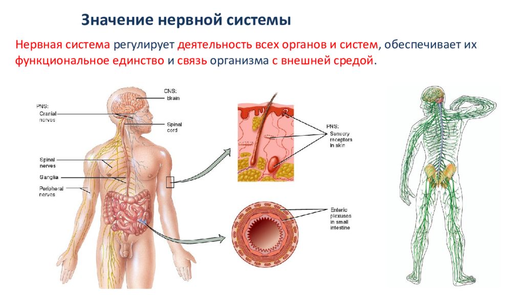 Значение нервной системы