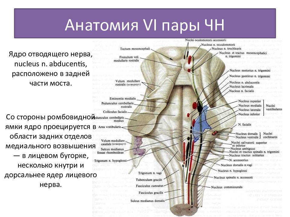 Анатомия 11 класс. Ядро отводящего нерва. Лицевой бугорок ромбовидной ямки. Ромбовидная ямка анатомия ядра. Ядро отводящего нерва ромбовидная ямка.