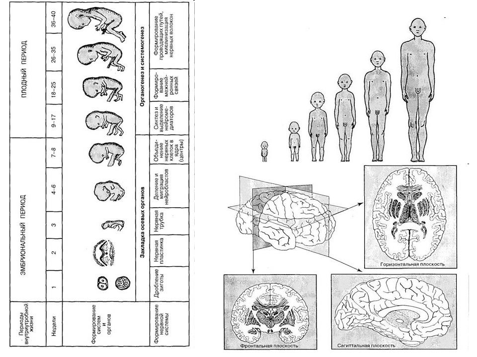 Схему этапов развития речи в онтогенезе у человека физиология