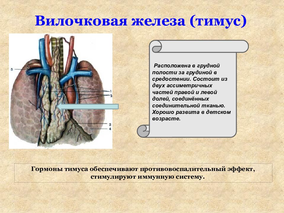 Гормоны тимуса презентация