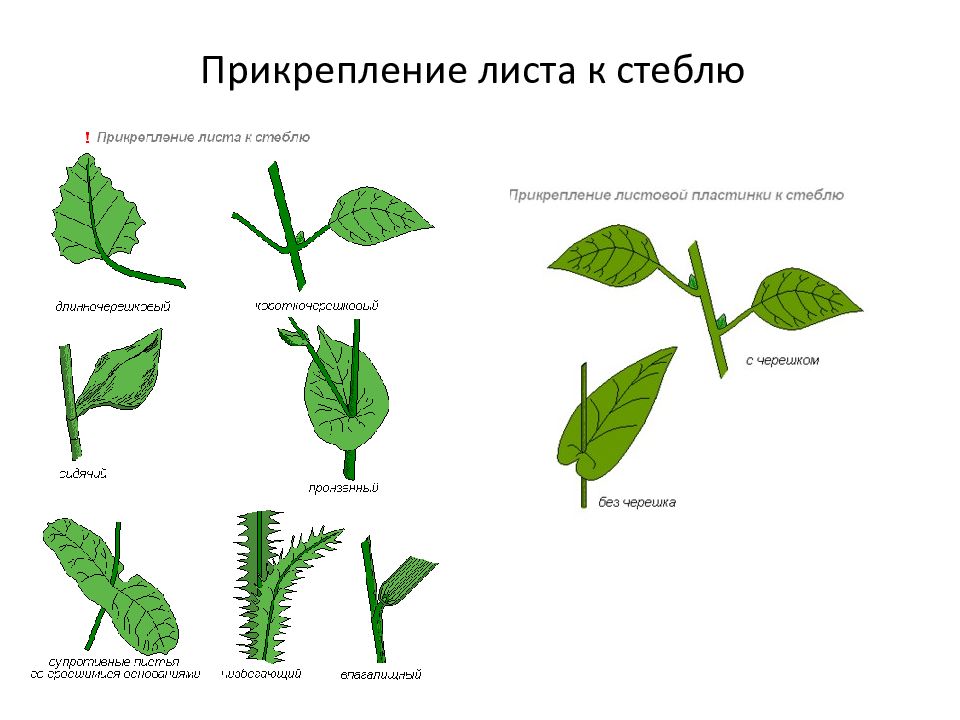 Рассмотрите рисунок подпишите какие это листья по способу прикрепления к стеблю и каковы их части