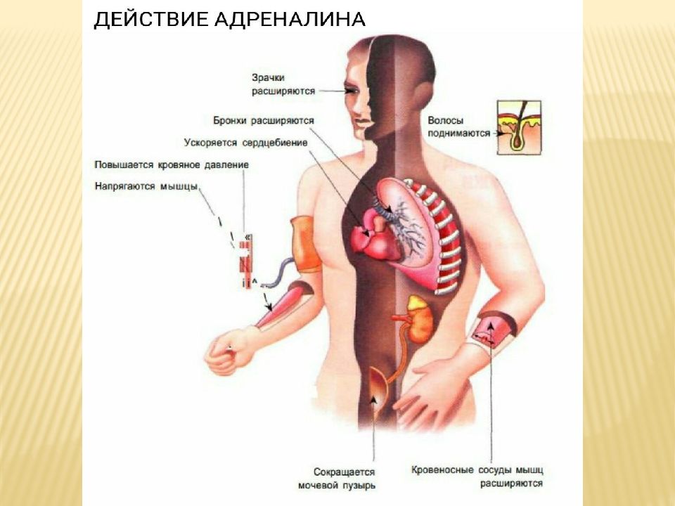 Адреналин выделяется железой