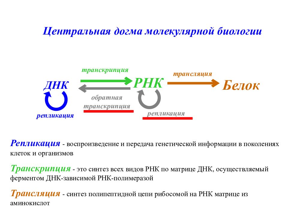 Центральный принцип. Репликация транскрипция трансляция. Репликация транскрипция трансляция таблица. Репликация транскрипция трансляция ДНК. Транскрипция и трансляция в биологии.