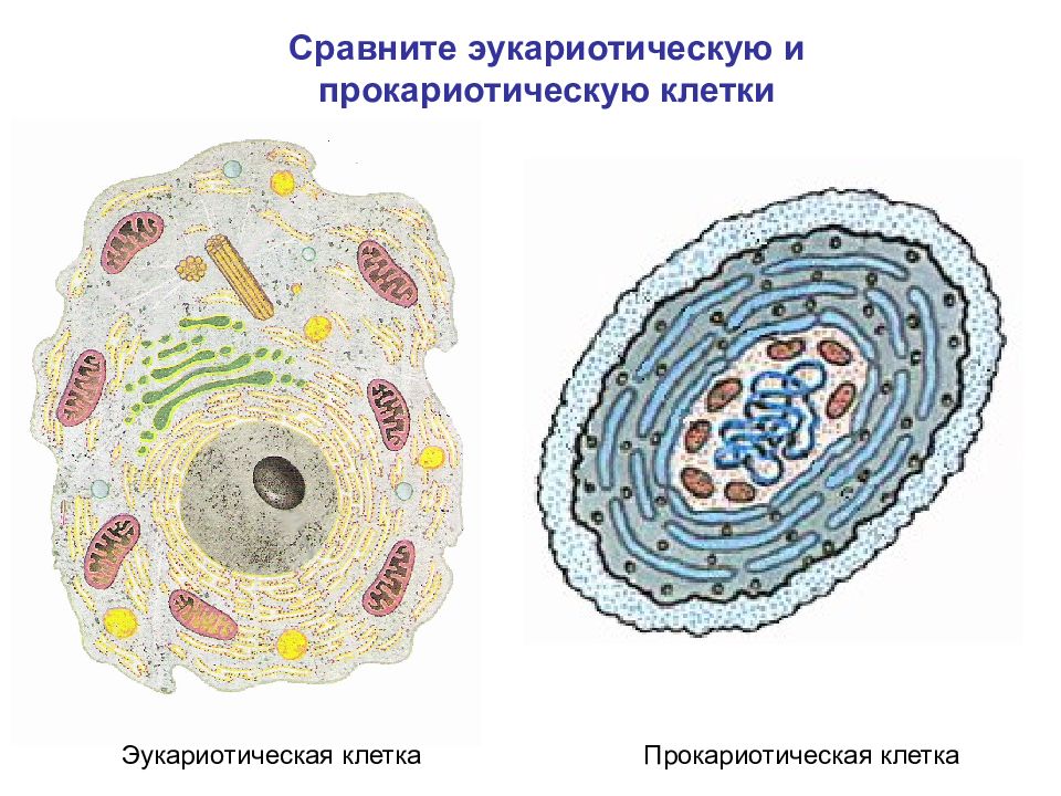 Организации эукариотической клетки. Эукариотическая клетка. Строение эукариотической клетки. Строение прокариот и эукариот. Прокариотические и эукариотические.