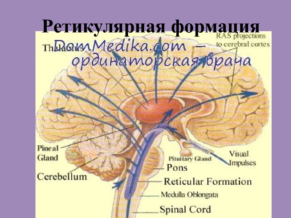 Физиология головного мозга презентация