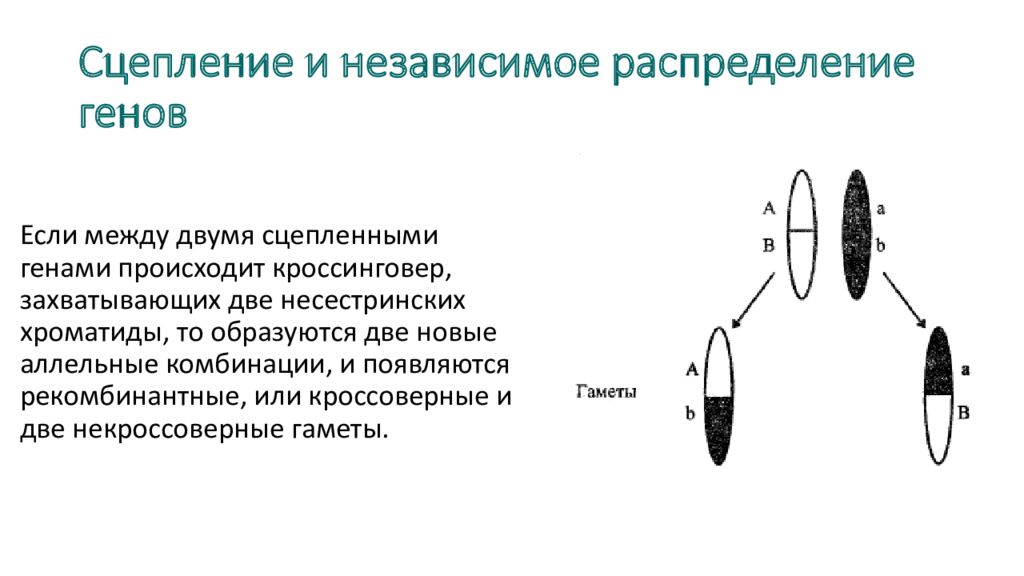 Независимое распределение. Независимое распределение генов. Независимое сцепление генов. Сцепление это аллельные гены. Группа сцепления генов независимое.