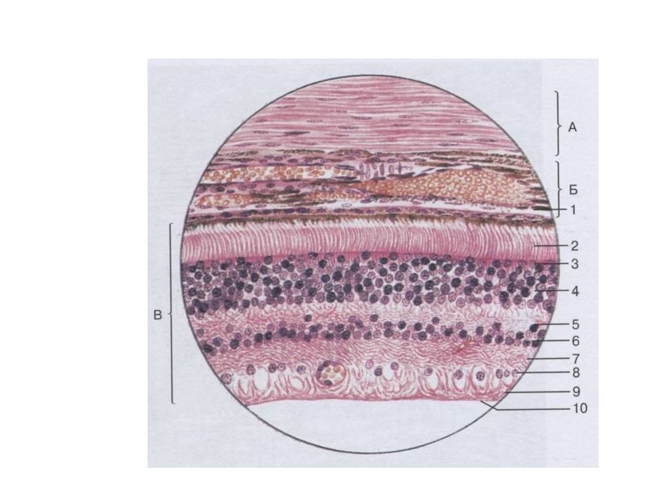 Общий план строения глаза гистология