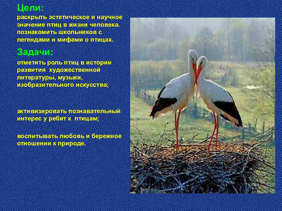 Научное значение. Эстетическое значение птиц. Роль птиц в жизни человека минусы. Эстетическое значение птиц кратко. Животные имеющие эстетическое значение в жизни человека.