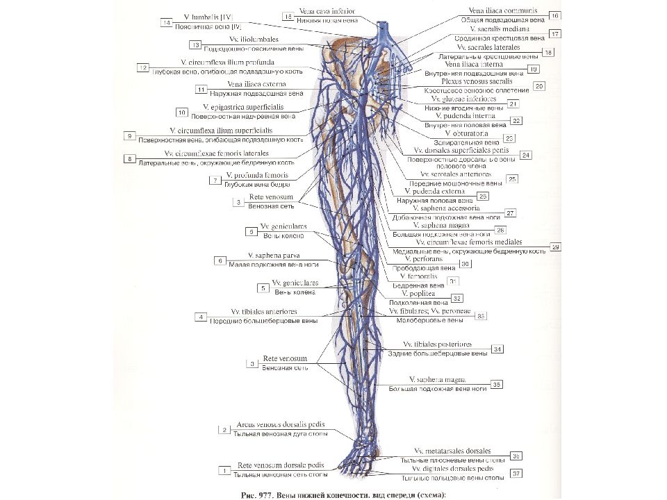 Анатомия вен. Венозное русло функциональное название. Палогии венозного русла.