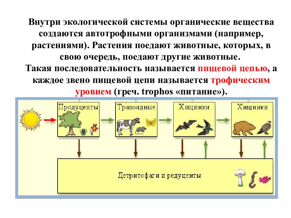 Поток энергии цепи питания презентация по биологии