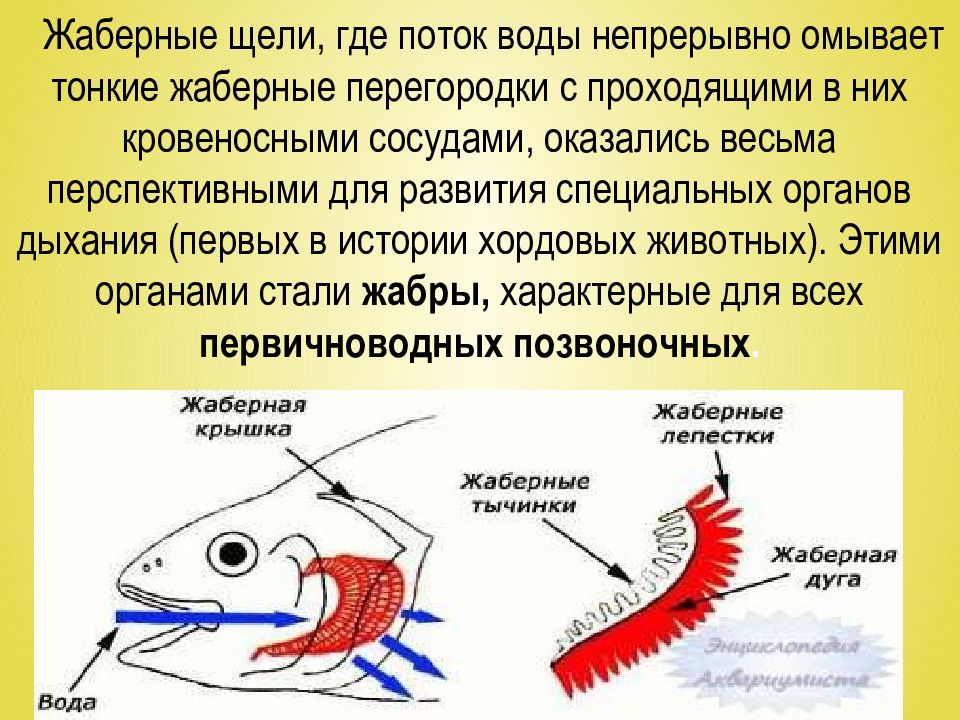 Эволюция дыхательной системы презентация