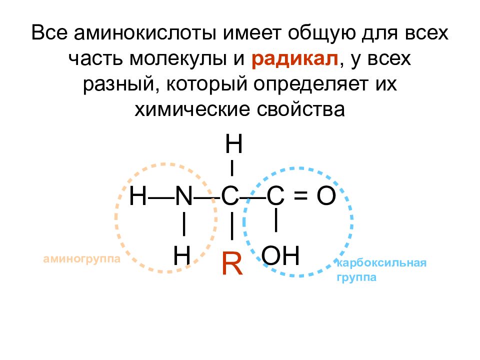 Аминокислоты имеют в молекуле. Части молекулы аминокислоты. Общие части всех аминокислот. Аминогруппа в радикале. Назовите части молекулы аминокислоты.