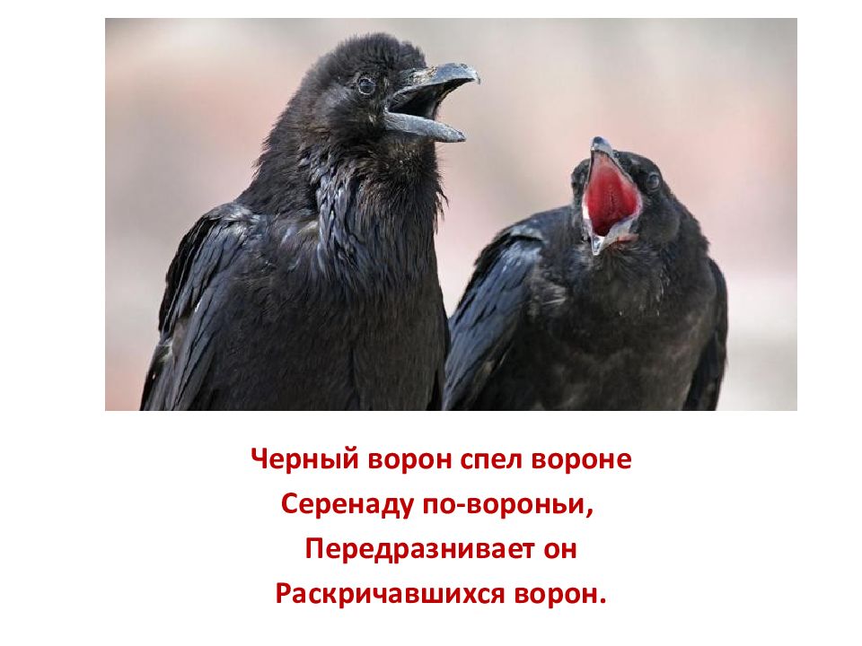 Рифма к слову ворона. Передразнил ворону. Скороговорка про ворону. Вороны раскричались. Стихи на звук р про ворону.