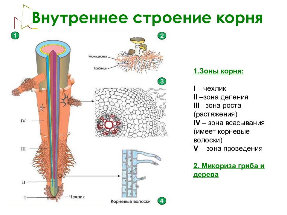 Строение корня рисунок без подписей