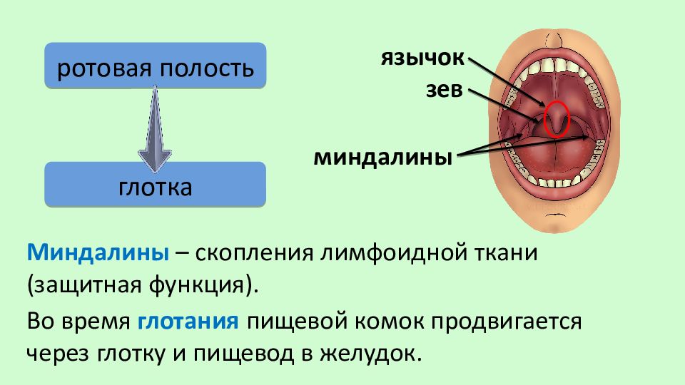 Гланды строение схема миндалины