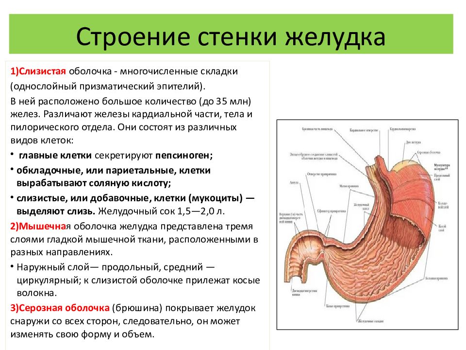 Стенки желудка