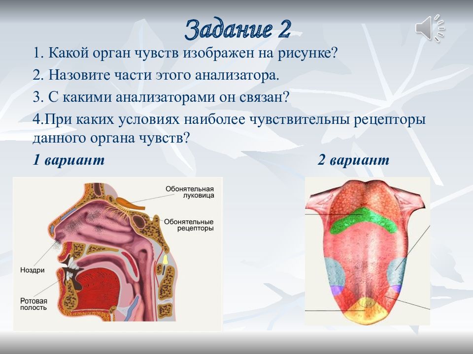 Анализаторы презентация урок