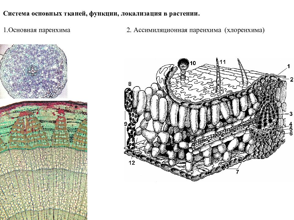 Строение основной ткани. Ассимиляционная ткань (хлоренхима). Ассимиляционная паренхима (хлоренхима). Столбчатая хлоренхима ткань. Ассимиляционная ткань (хлоренхима) строение.