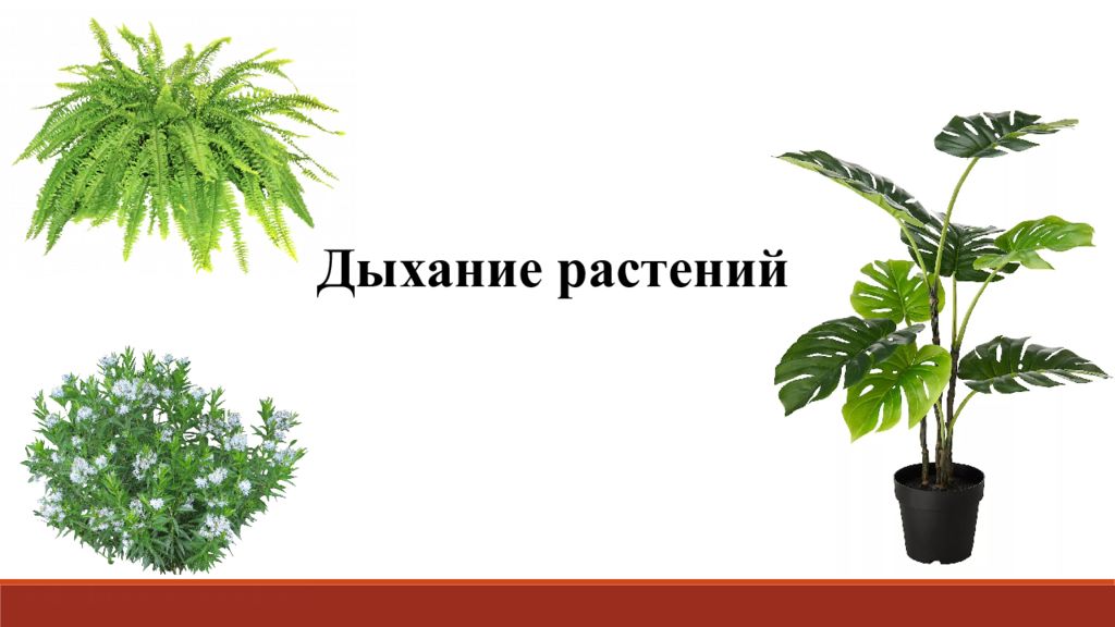 Дыши травы. Растения дышат картинки. Дыхание растений фото. Дыхание растений и животных фото. Мир Дыши трава.