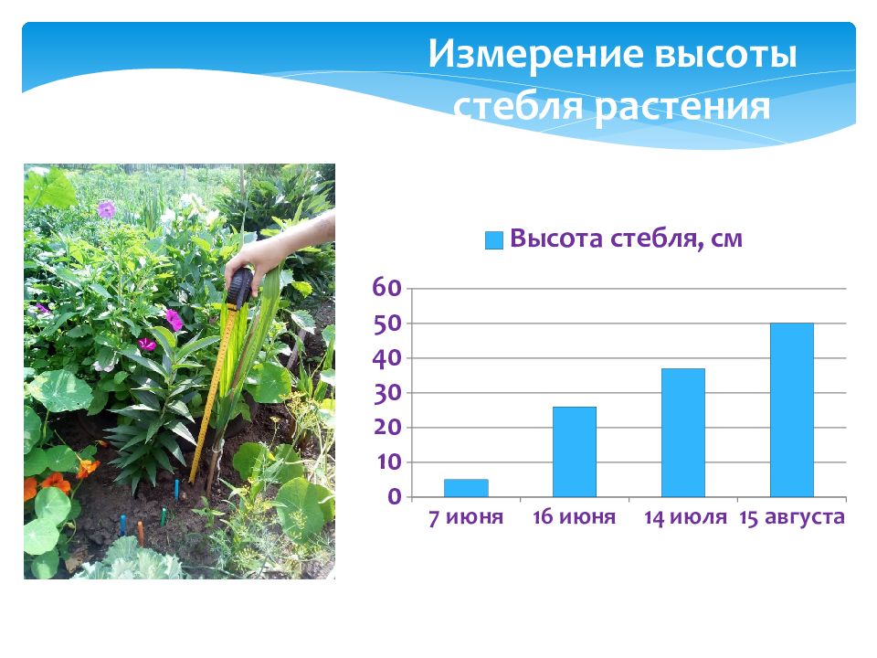 Высота растения. Измерение высоты растений. Линейка для измерения высоты растений. Высота стебля. Как измерить высоту растения.