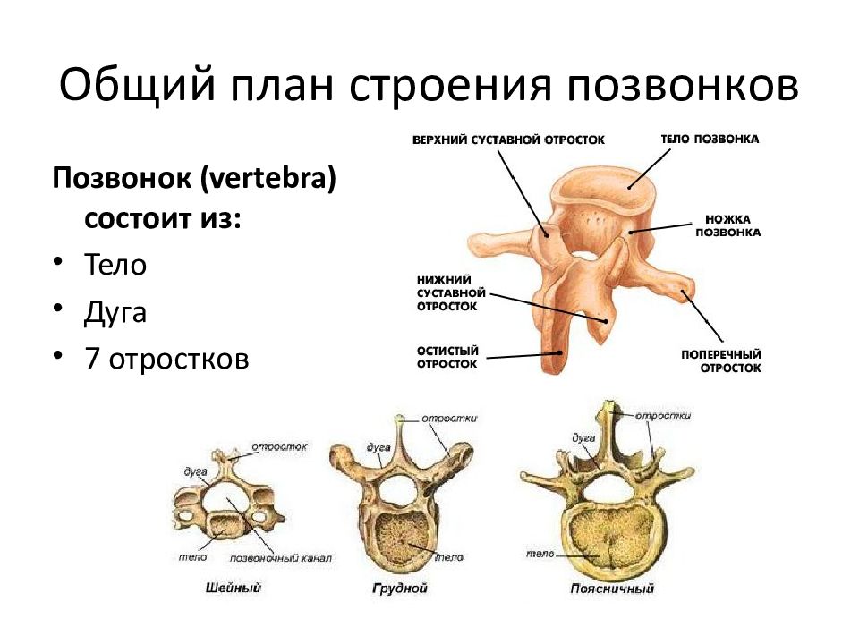 Анатомия план изучения