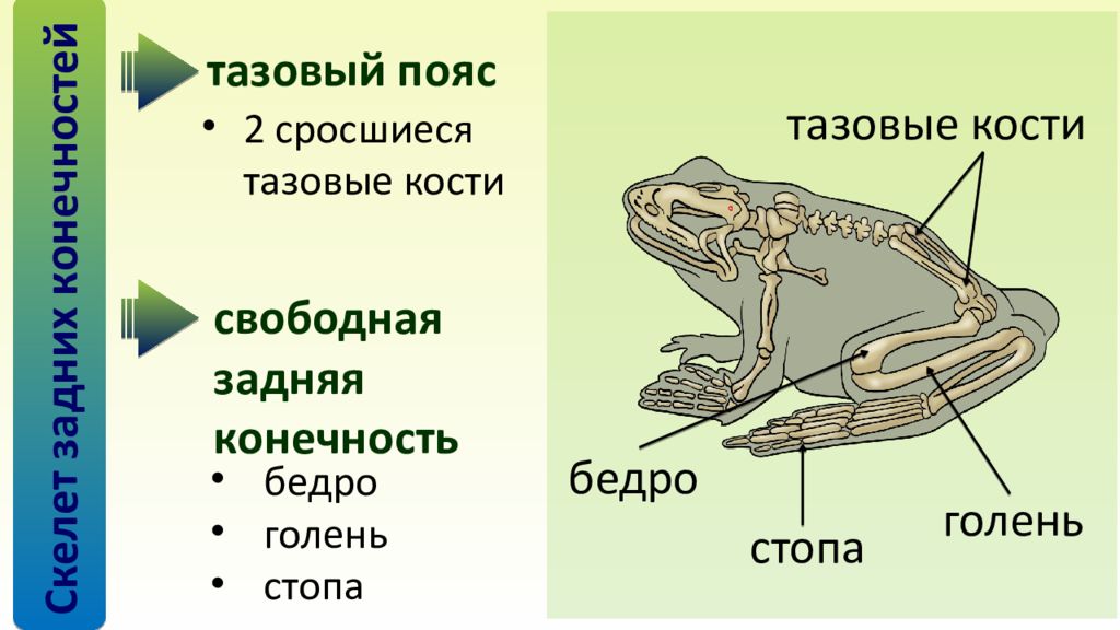 Скелет поясов конечностей лягушки. Строение конечностей амфибий. Пояс задних конечностей у земноводных. Среда обитания земноводных. Свободные конечности земноводных.