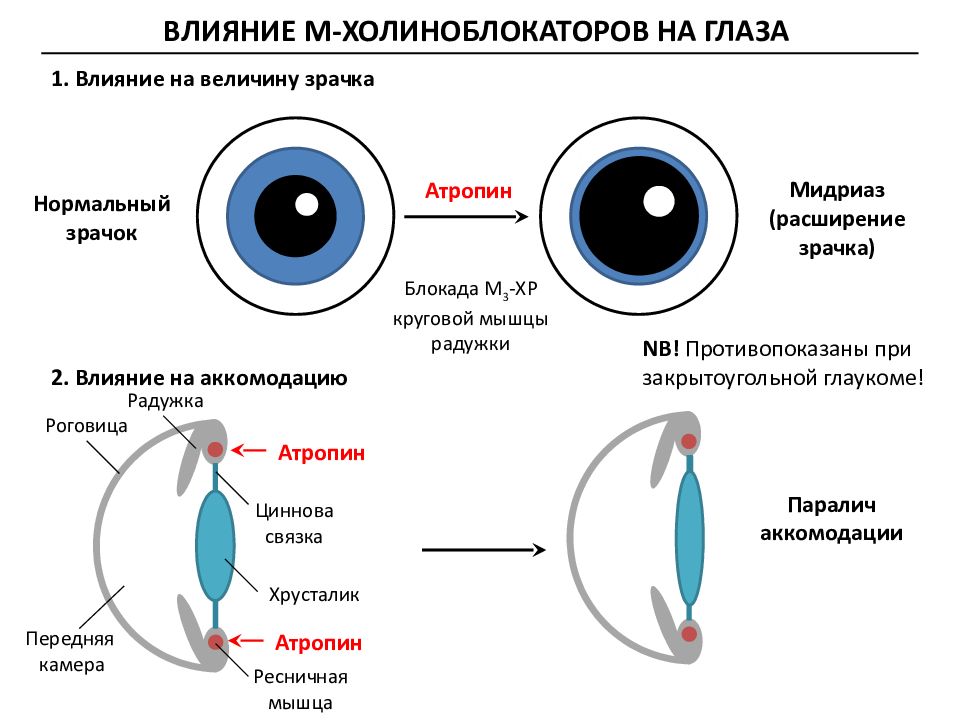 Вид мышечной ткани сужающий расширяющий зрачок глаза. Спазм и паралич аккомодации. Спазм аккомодации атропин. Парез и паралич аккомодации.