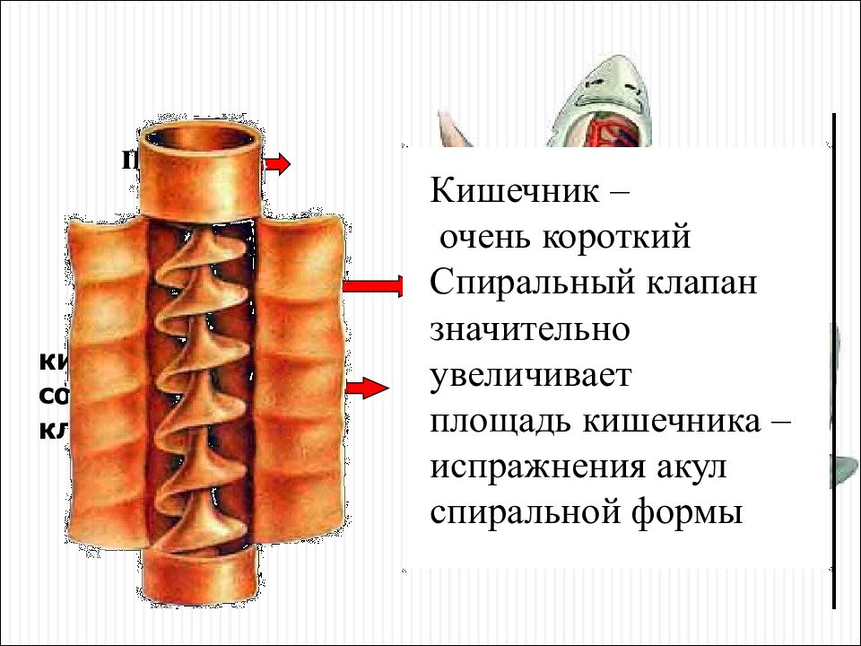 Строение пищеварительной системы хрящевых рыб. Дыхательная система хрящевых рыб схема. Кишечник у хрящевых рыб и костных. Внутреннее строение хрящевых рыб схема. Выделительная система акулы.