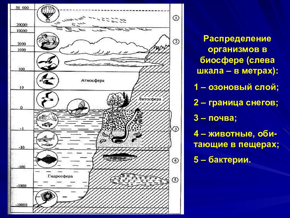 Рассмотрите рисунок показывающий распределение организмов в биосфере