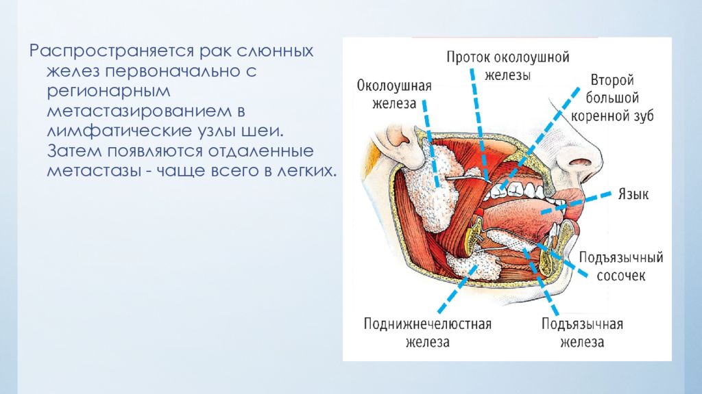 Для околоушной железы характерны. Анатомия слюнных желез шеи. Слюнные железы анатомия схема. Околоушной проток анатомия. Строение ротовой полости слюнные железы.