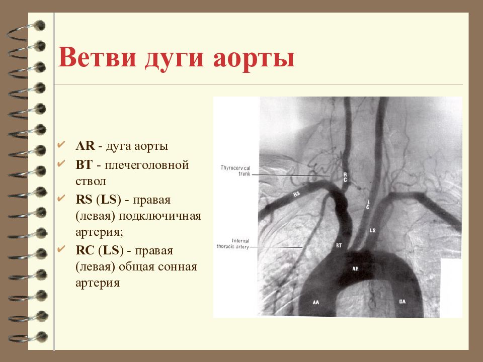 Дуга аорты рисунок с обозначениями