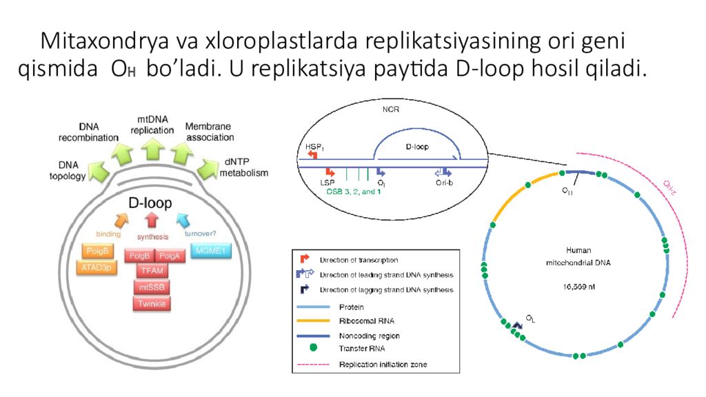 DNK ning tuzilishi va DNK replikatsiyasi Mitaxondrya va xloroplastlarda replikatsiyasining ori geni qismida O H bo’ladi. U replikatsiya paytida D-loop hosil qiladi.