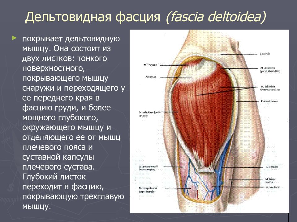 Дельтовидная. Дельтовидная область (regio deltoidea) топографическая анатомия. Внешние ориентиры дельтовидной области. Топография дельтовидной мышцы. Дельтовидная область послойная топография.