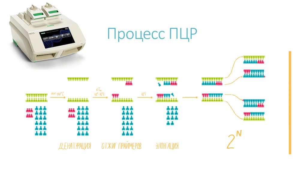 Круглосуточный пцр. Визуализация продуктов ПЦР. Полимеразная цепная реакция. Термостат для ПЦР.