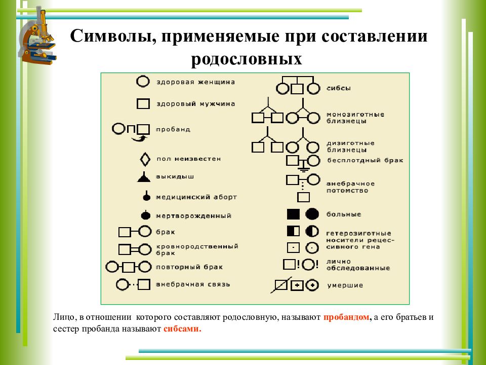 Сколько поколений представлено в графическом изображении родословной пробанда