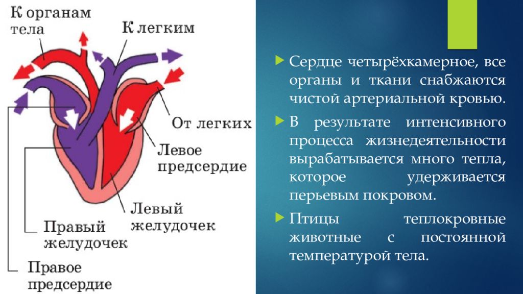 Четырехкамерное сердце наличие диафрагмы кожные покровы. Строение 4 камерного сердца. Четырехкамерное сердце схема. Сердце человека четырехкамерное строение. Строение сердца птиц.