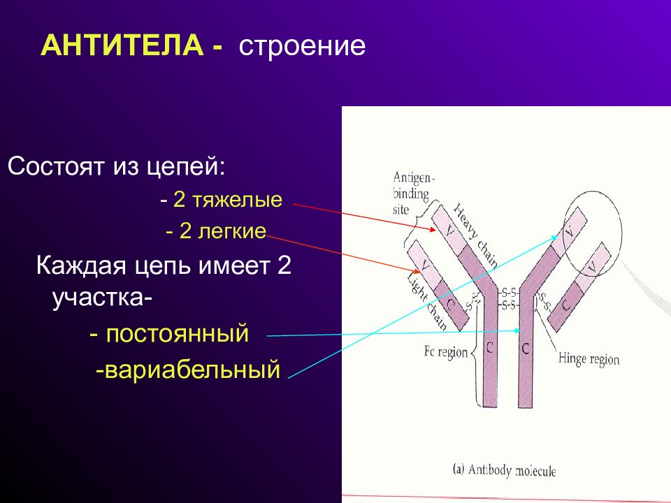 Состоит из 2 цепей. Структура антител иммунология. Структура молекулы антитела. Схематическая структура антител. Строение молекулы антитела.