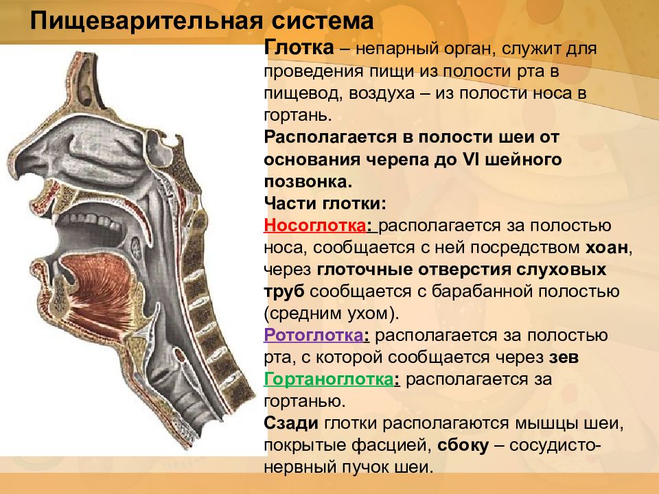 В какую систему органов входит гортань. Пищеварительная система глотка гортань. Носоглотка ротоглотка гортань. Дыхательная система анатомия гортань. Носовая полость и глотка анатомия.