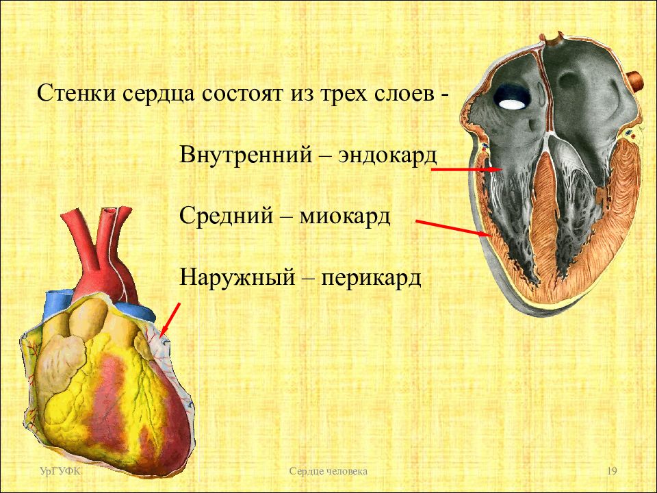 Сердце человека состоит из. Миокард желудочков состоит из. Стенка сердца состоит из трех слоев. Стенки сердца состоят из 3 слоев.