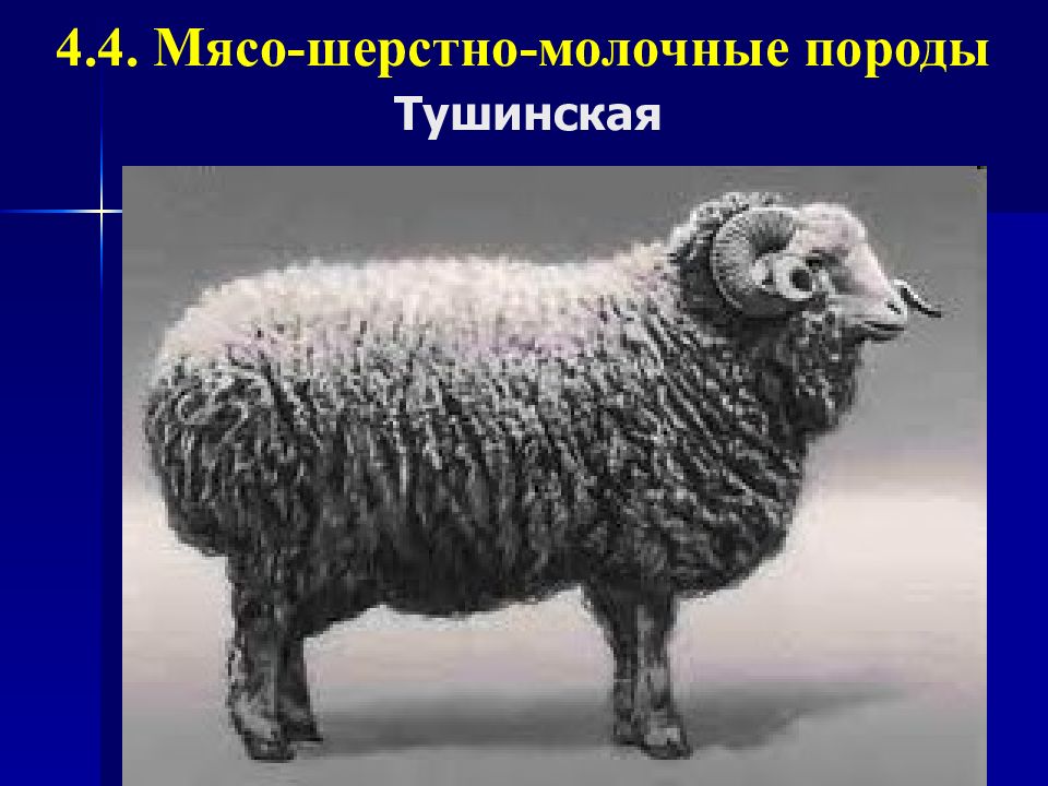 Бараны автор 1 класс. Баран сбоку. Демотиваторы бараны. Овца демотиватор. Мясо-шерстно-молочные породы.