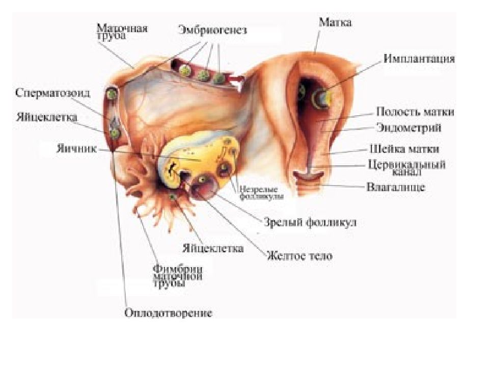 Желтое Тело На Уши Фото