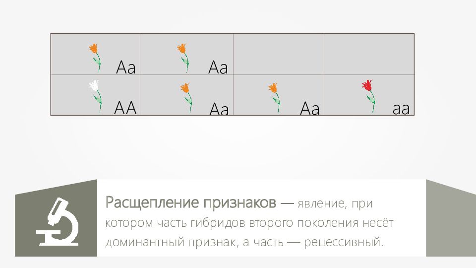 Расщепление признаков. Явление при котором часть гибридов 1 поколения несет. Явление при котором часть гибридов несет.