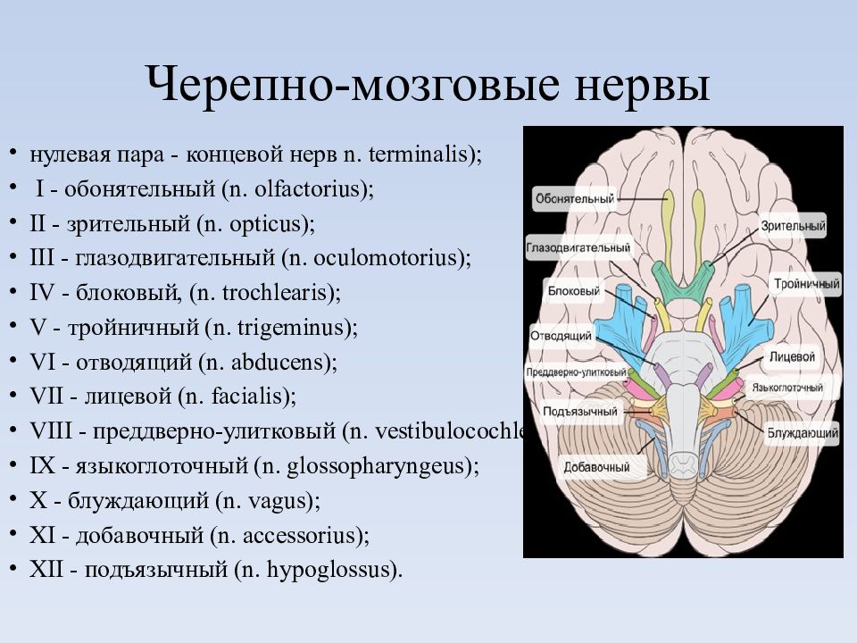 Черепно мозговые нервы 12 пар рисунок