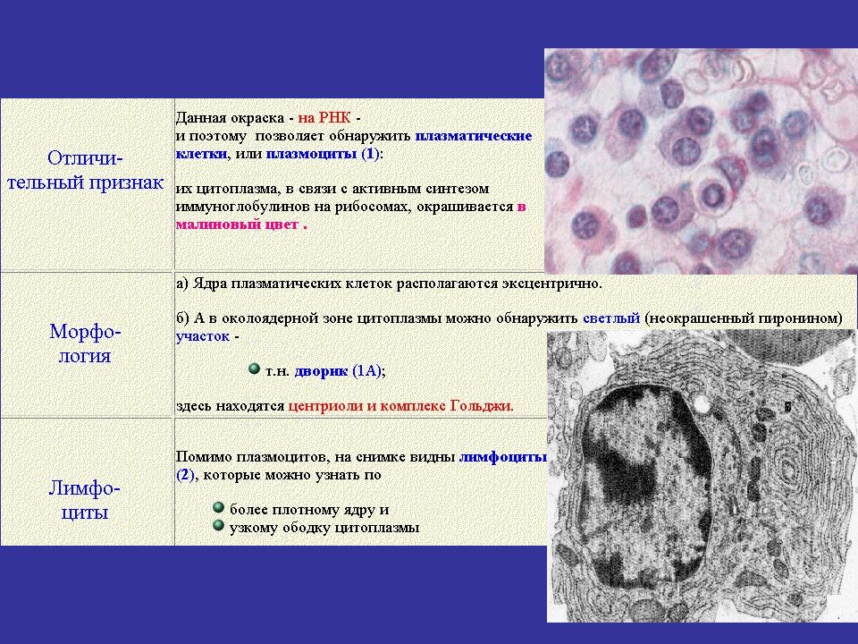 Что значит плазматические клетки. Плазмоцит гистология. Плазматические клетки микропрепарат. Плазматические клетки плазмоциты. Плазмоциты соединительной ткани.